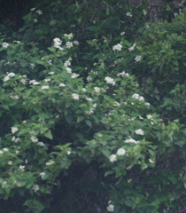 Lantana camara