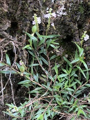 Epidendrum fimbriatum