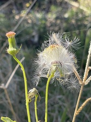 Crassocephalum crepidioides