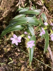 Epidendrum fimbriatum