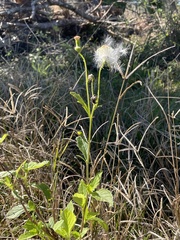 Crassocephalum crepidioides