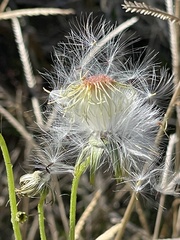 Crassocephalum crepidioides