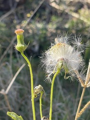 Crassocephalum crepidioides