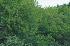 Cestrum laevigatum