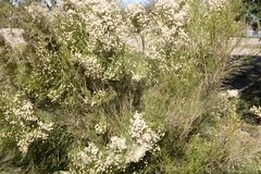 Baccharis sergiloides