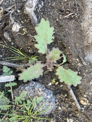 Phacelia minor