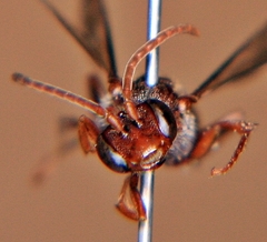 Nomada maculata