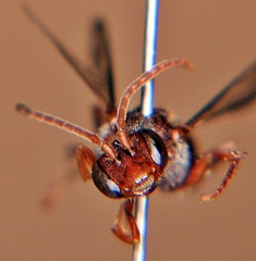 Nomada maculata
