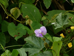 Neustanthus phaseoloides