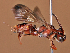 Nomada maculata