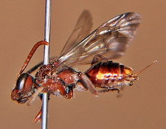 Nomada maculata