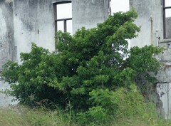 Ficus sur