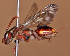 Nomada maculata