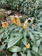 Pachystachys lutea