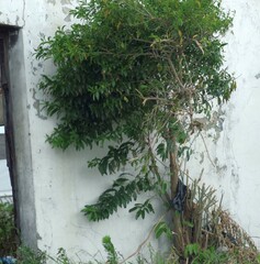 Cestrum laevigatum