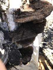 Inonotus munzii