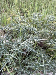 Asteraceae