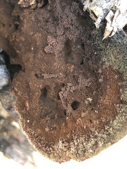 Inonotus munzii
