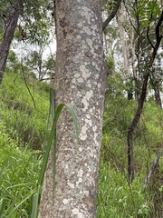 Albizia procera