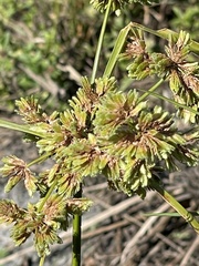 Cyperus surinamensis