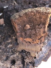 Inonotus munzii
