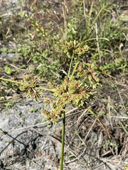 Cyperus surinamensis