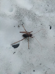 Deinacrida pluvialis