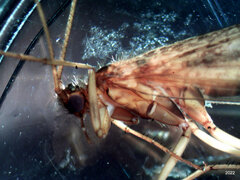 Ecclisocosmoecus scylla