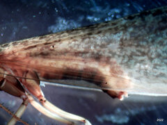 Ecclisocosmoecus scylla