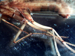 Ecclisocosmoecus scylla