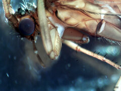 Ecclisocosmoecus scylla