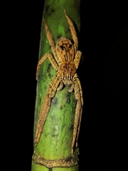 Cupiennius coccineus