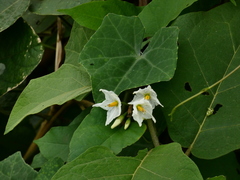 Solanum torvum