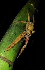 Cupiennius coccineus