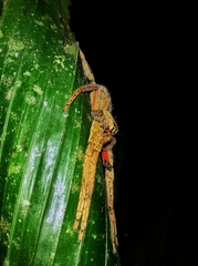 Cupiennius coccineus
