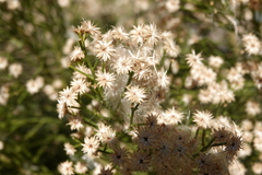 Baccharis sergiloides