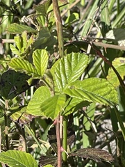 Rubus cuneifolius