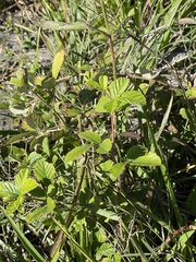 Rubus cuneifolius