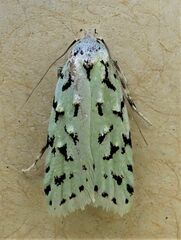 Izatha peroneanella