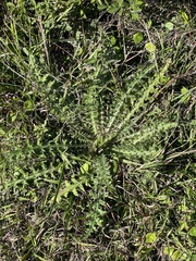 Cirsium nuttallii