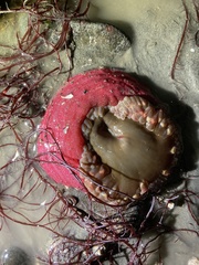 Urticina clandestina