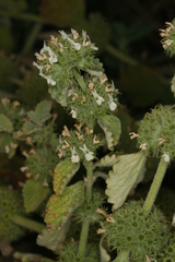 Marrubium