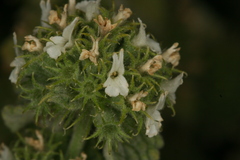 Marrubium