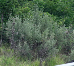 Berkheya bipinnatifida