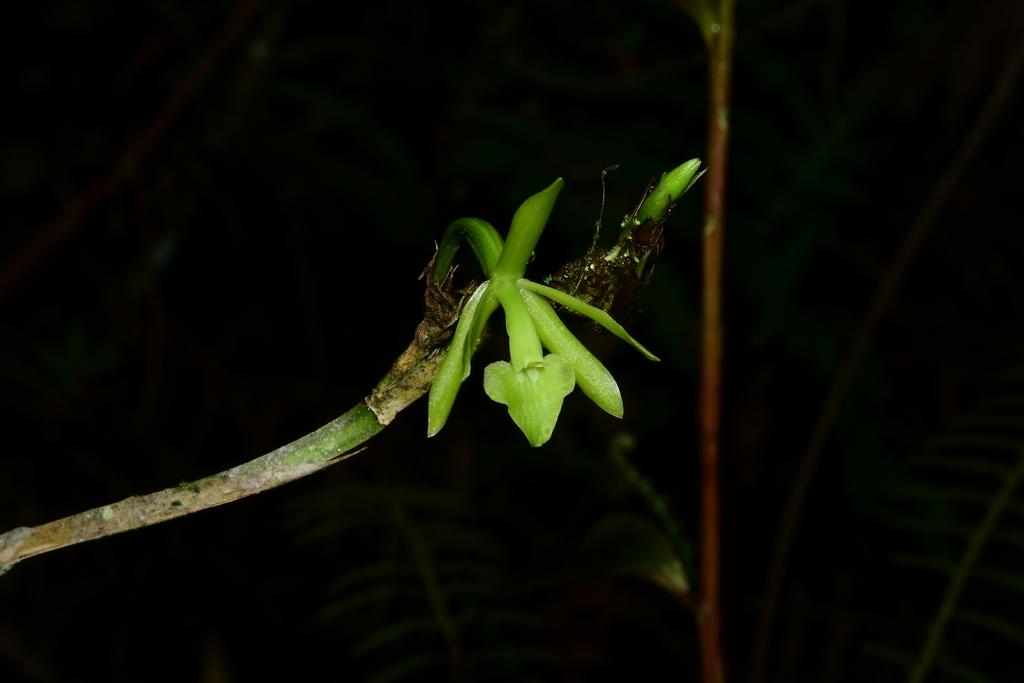 Epidendrum marsupiale F.Lehm. & Kraenzl.