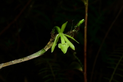 Epidendrum marsupiale