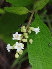 Varronia curassavica
