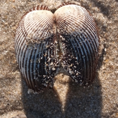 Lunarca ovalis