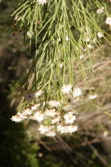 Baccharis sergiloides