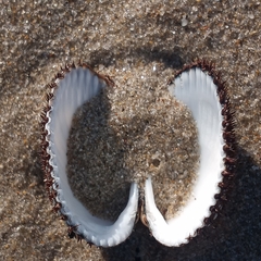 Lunarca ovalis